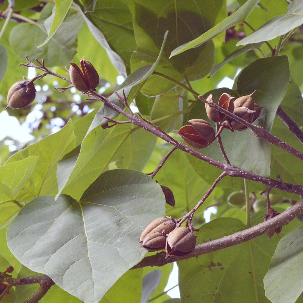 Paulownia - Image 3