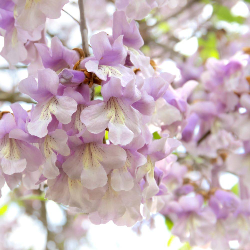 Paulownia - Image 1