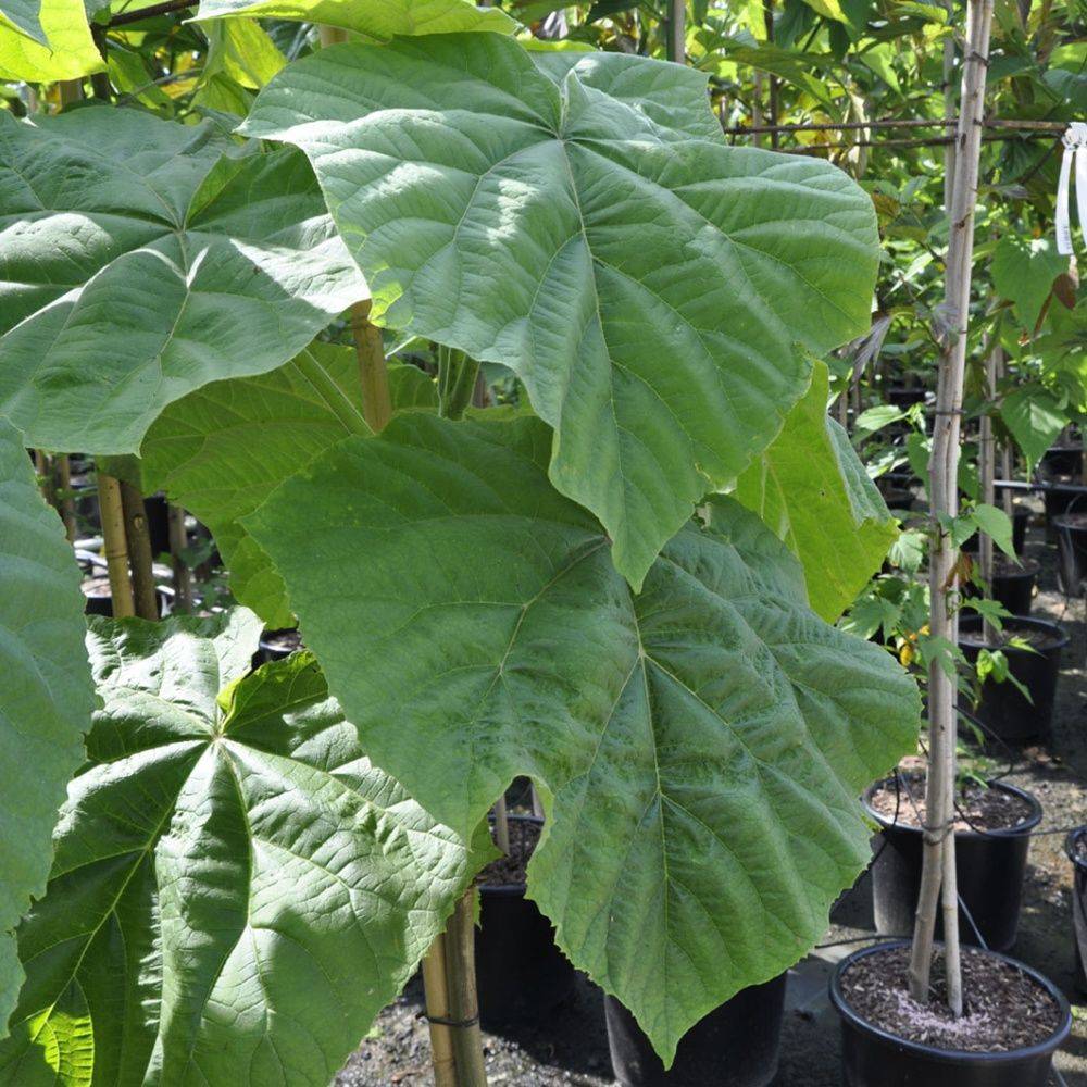 Paulownia - Image 4