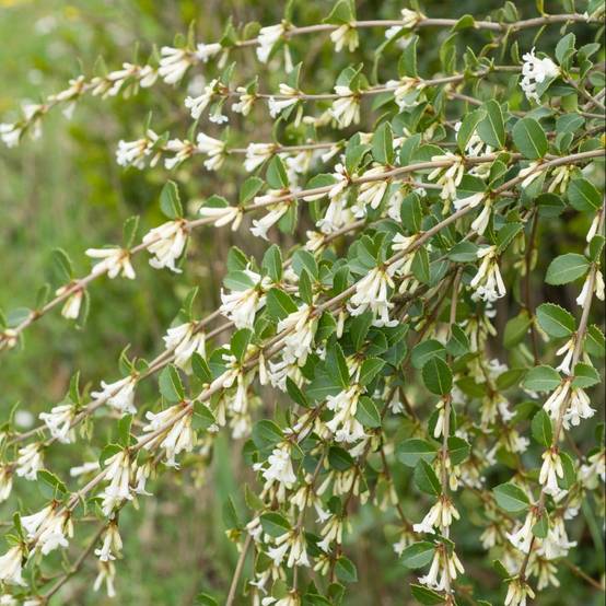 Osmanthus delavayi