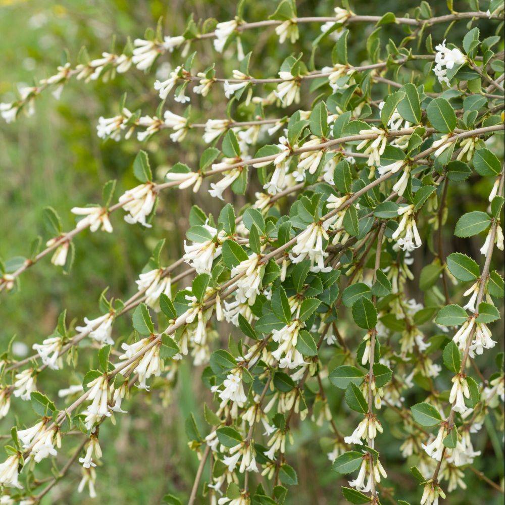 Osmanthus delavayi