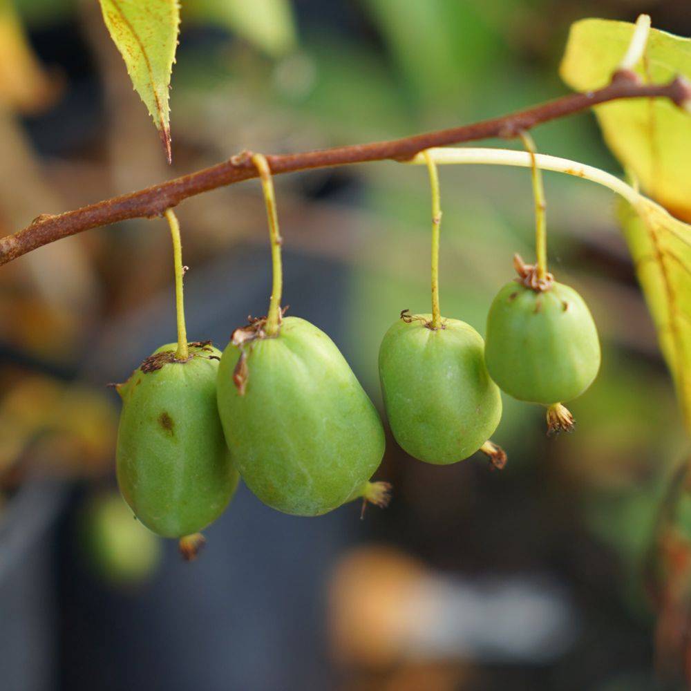 Kiwi arguta Vitikiwi® (Autofertile)
