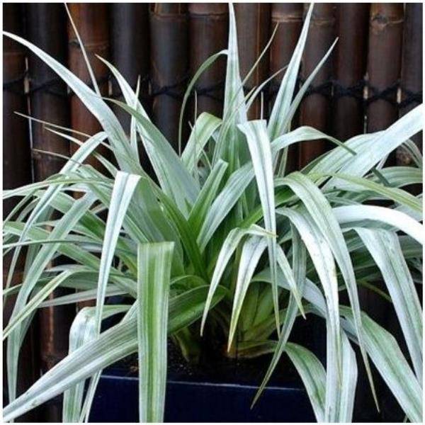 Astelia 'Silver Shadow®