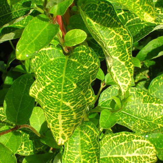 Chèvrefeuille aureoreticulata