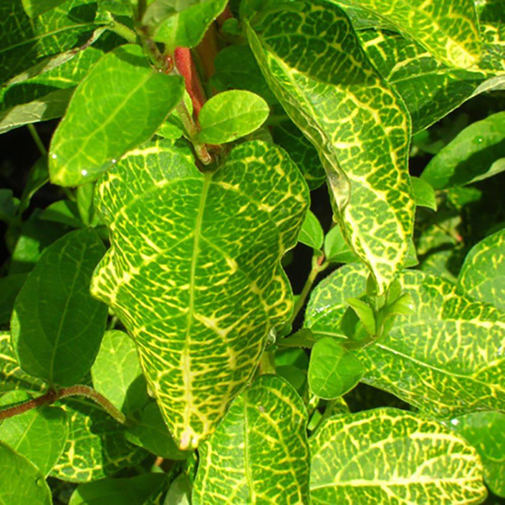 Chèvrefeuille aureoreticulata
