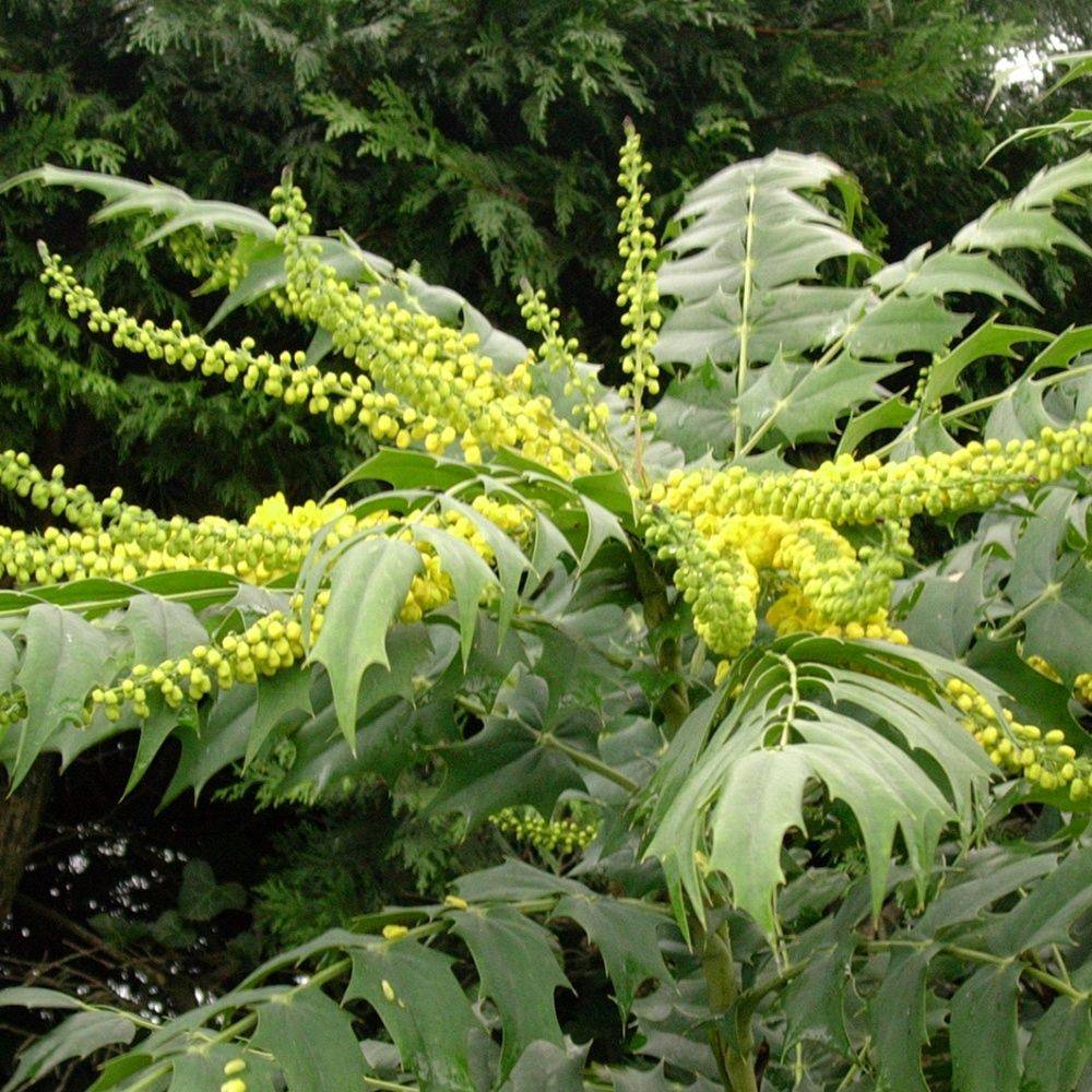 Mahonia media 'Charity'