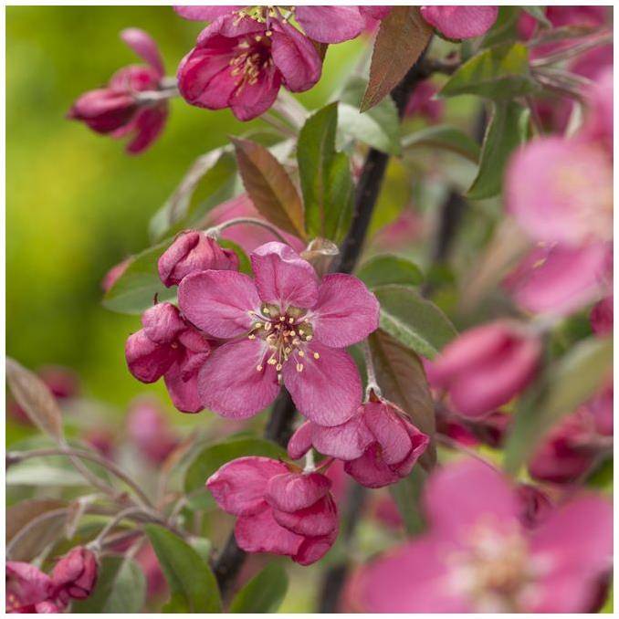 Pommier d'ornement 'Courtarou' - Image 1