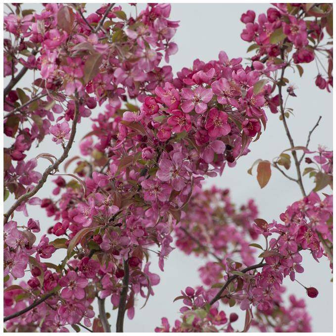 Pommier d'ornement 'Courtarou' - Image 2