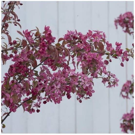 Pommier d'ornement 'Courtarou' - Image 3