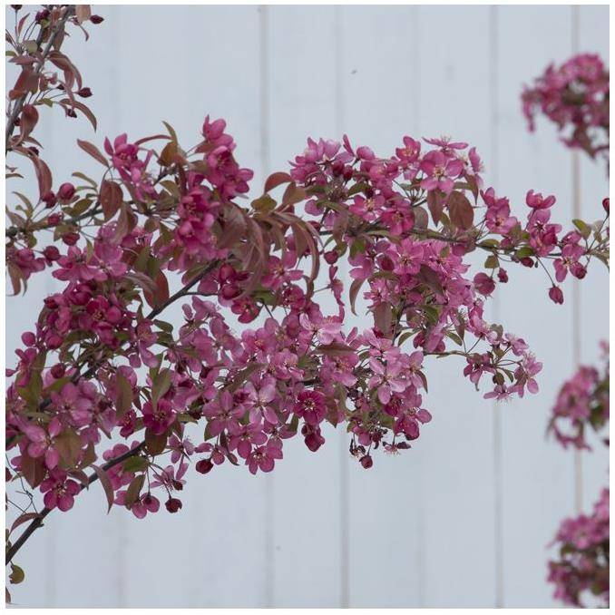 Pommier d'ornement 'Courtarou' - Image 3