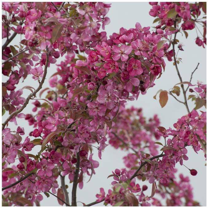Pommier d'ornement 'Courtarou' - Image 3