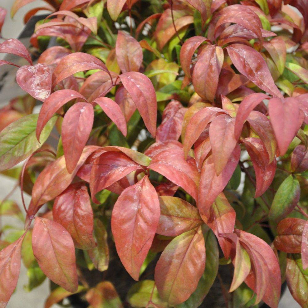Bambou sacré - Nandina 'Fire power' - Image 5