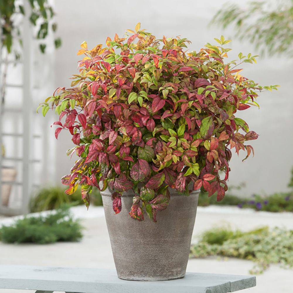 Bambou sacré - Nandina 'Fire power' - Image 1