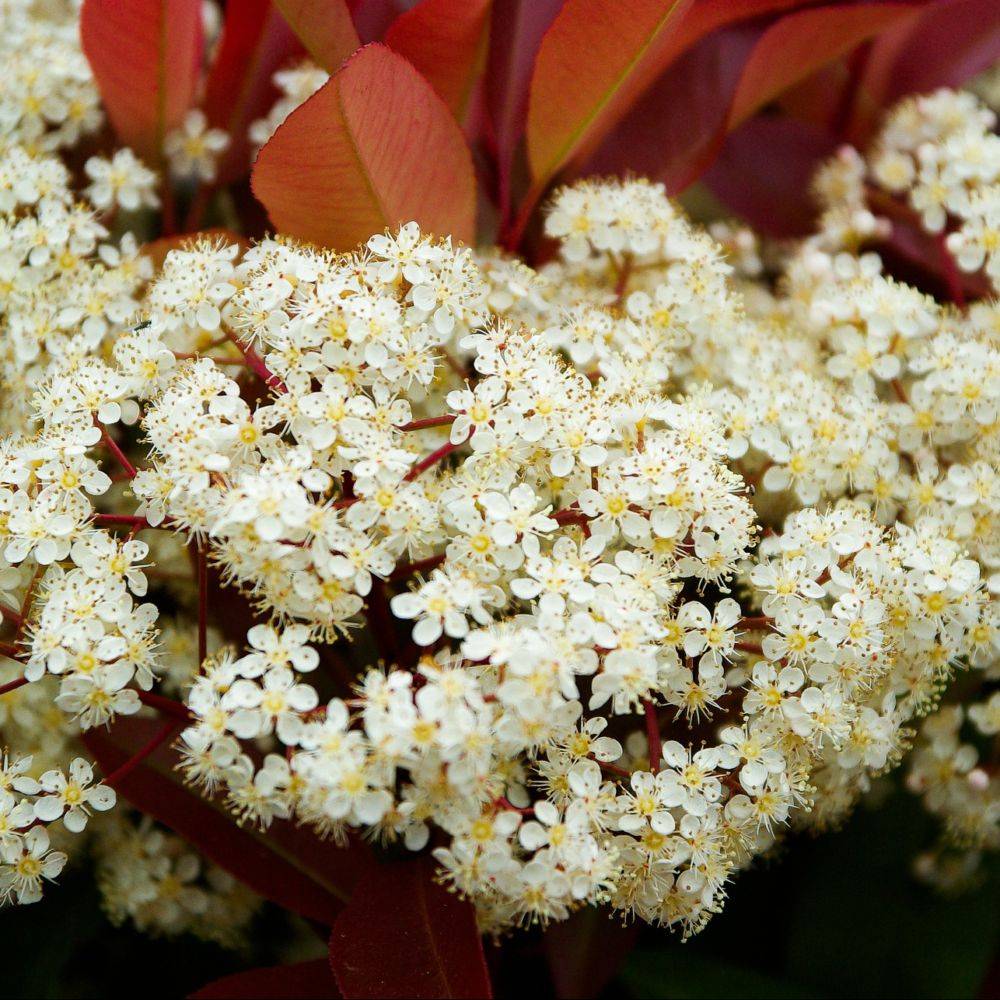 Photinia 'Red robin' - Image 2