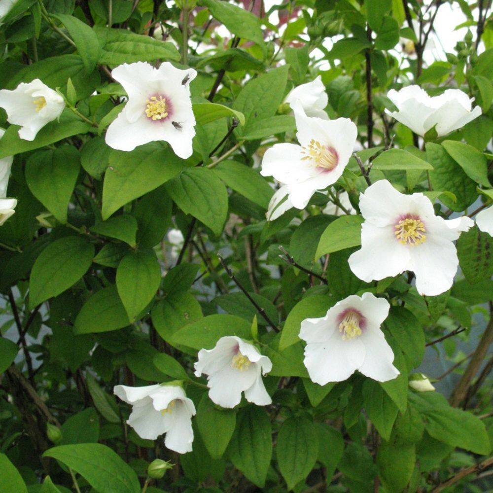 Seringat 'Belle étoile'