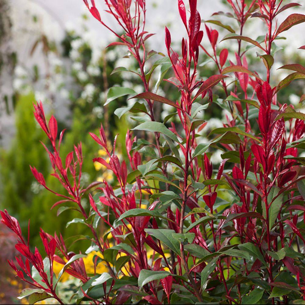 Photinia Carré Rouge