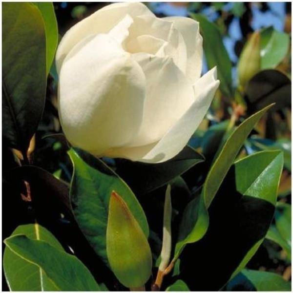 Magnolia grandiflora 'Galissonière'