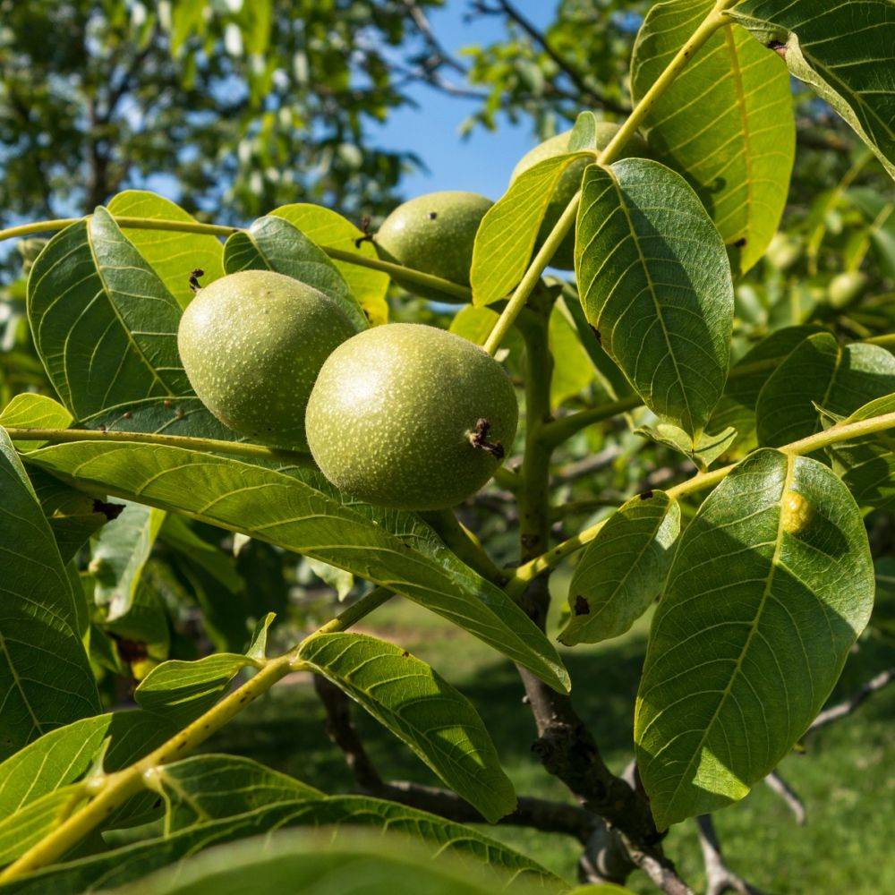Noyer 'Franquette' en pot