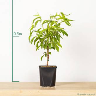 Pêcher de balcon 'Peach Me Yellow' - Fruit Me®