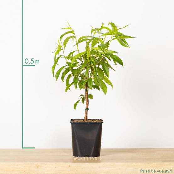 Pêcher de balcon 'Peach Me Yellow' - Fruit Me® - Image 1