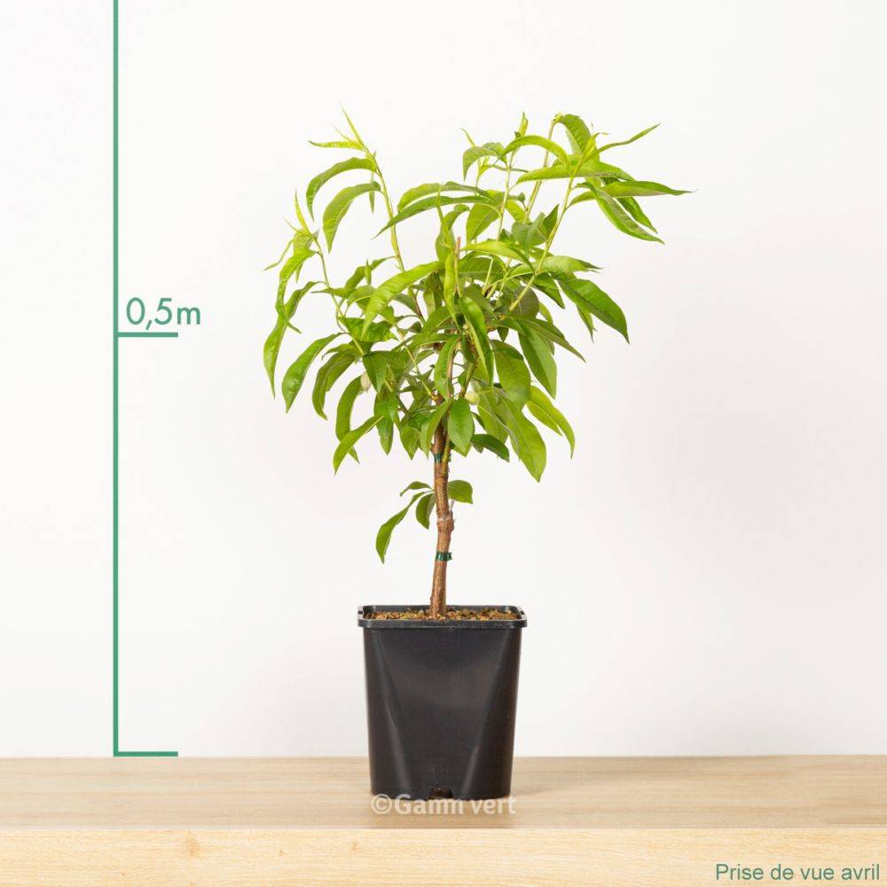 Pêcher de balcon 'Peach Me Yellow' - Fruit Me®