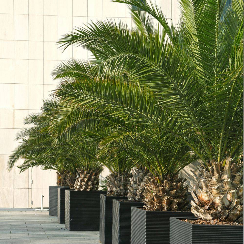 Phoenix des Canaries - Image 2