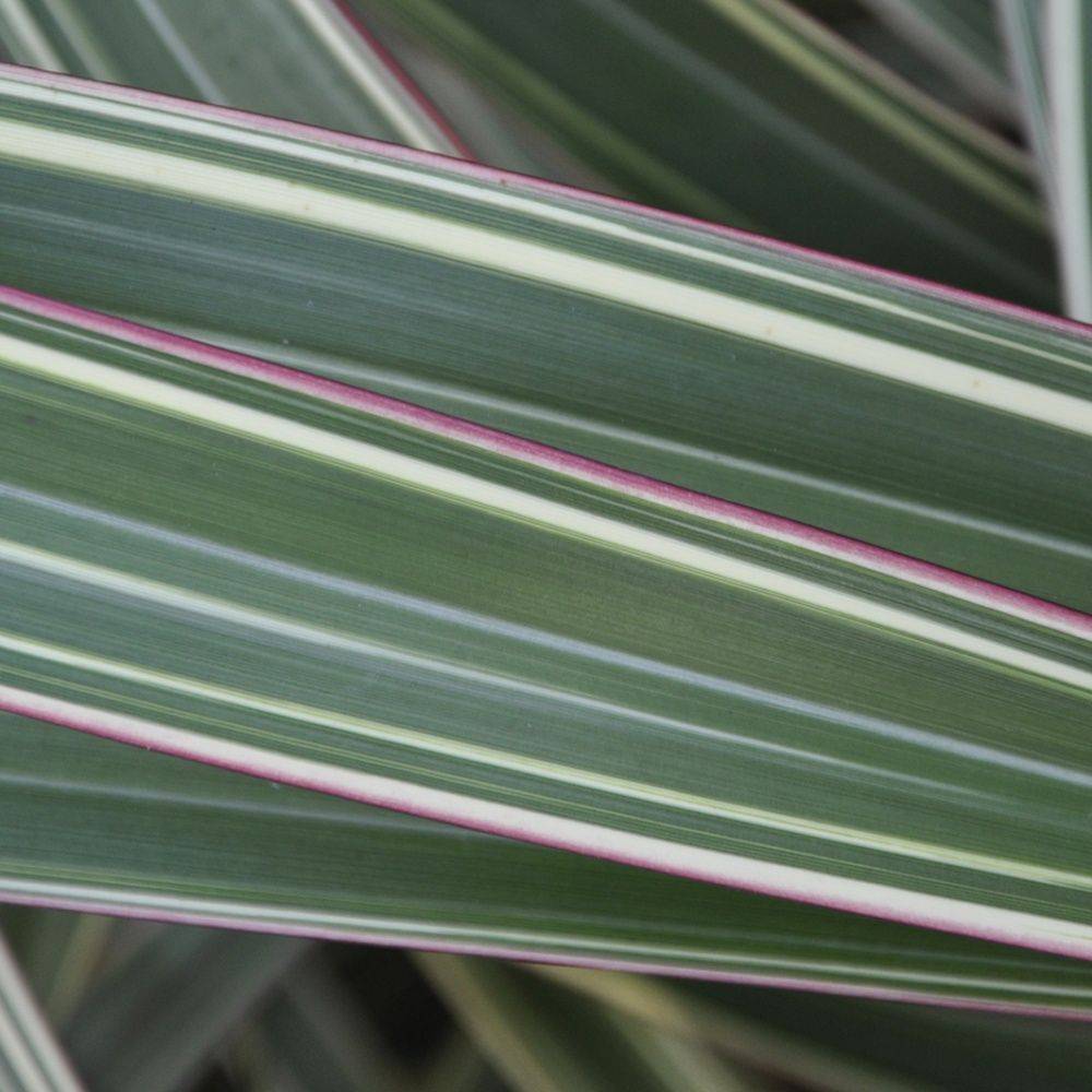 Phormium 'Tricolor' - Lin de Nouvelle-Zélande - Image 1