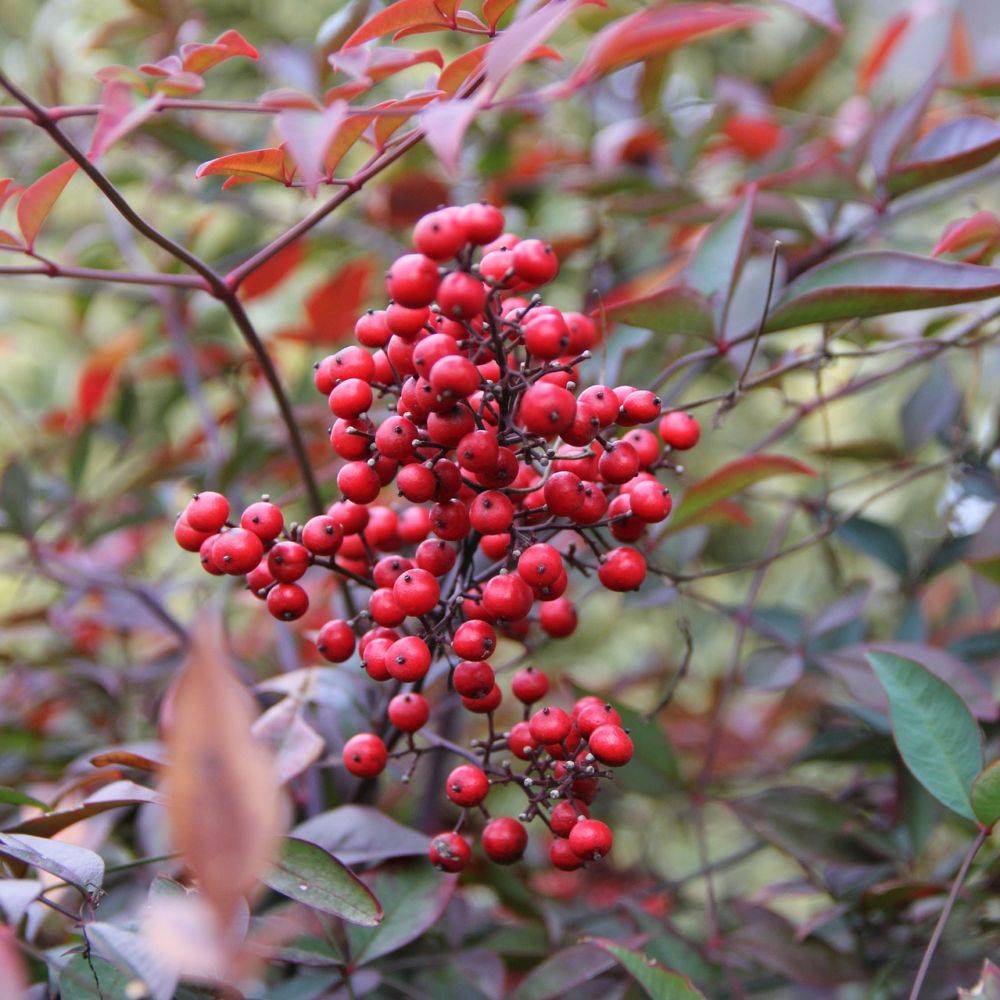 Bambou sacré - Nandina domestica - Image 7