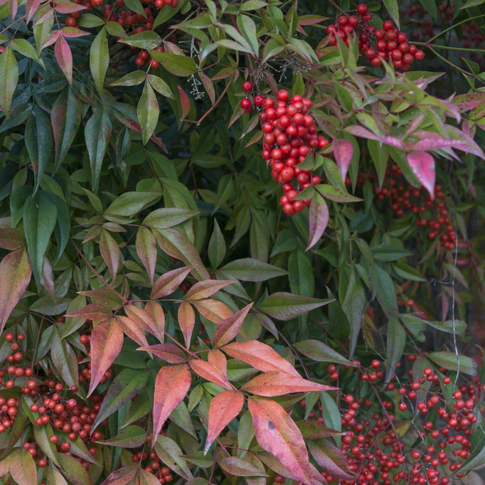 Bambou sacré - Nandina domestica - Image 1
