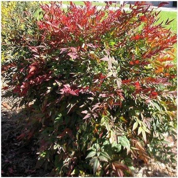 Bambou sacré - Nandina domestica - Image 8