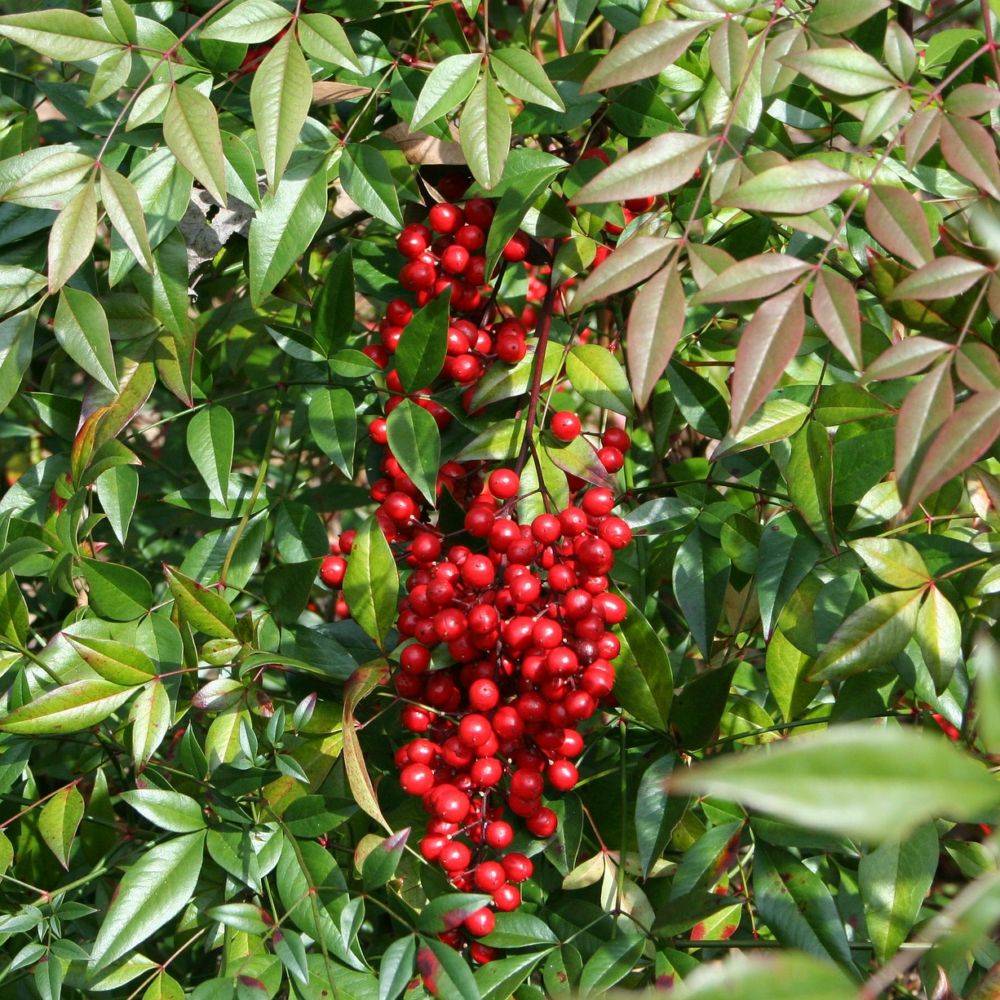 Bambou sacré - Nandina domestica - Image 2