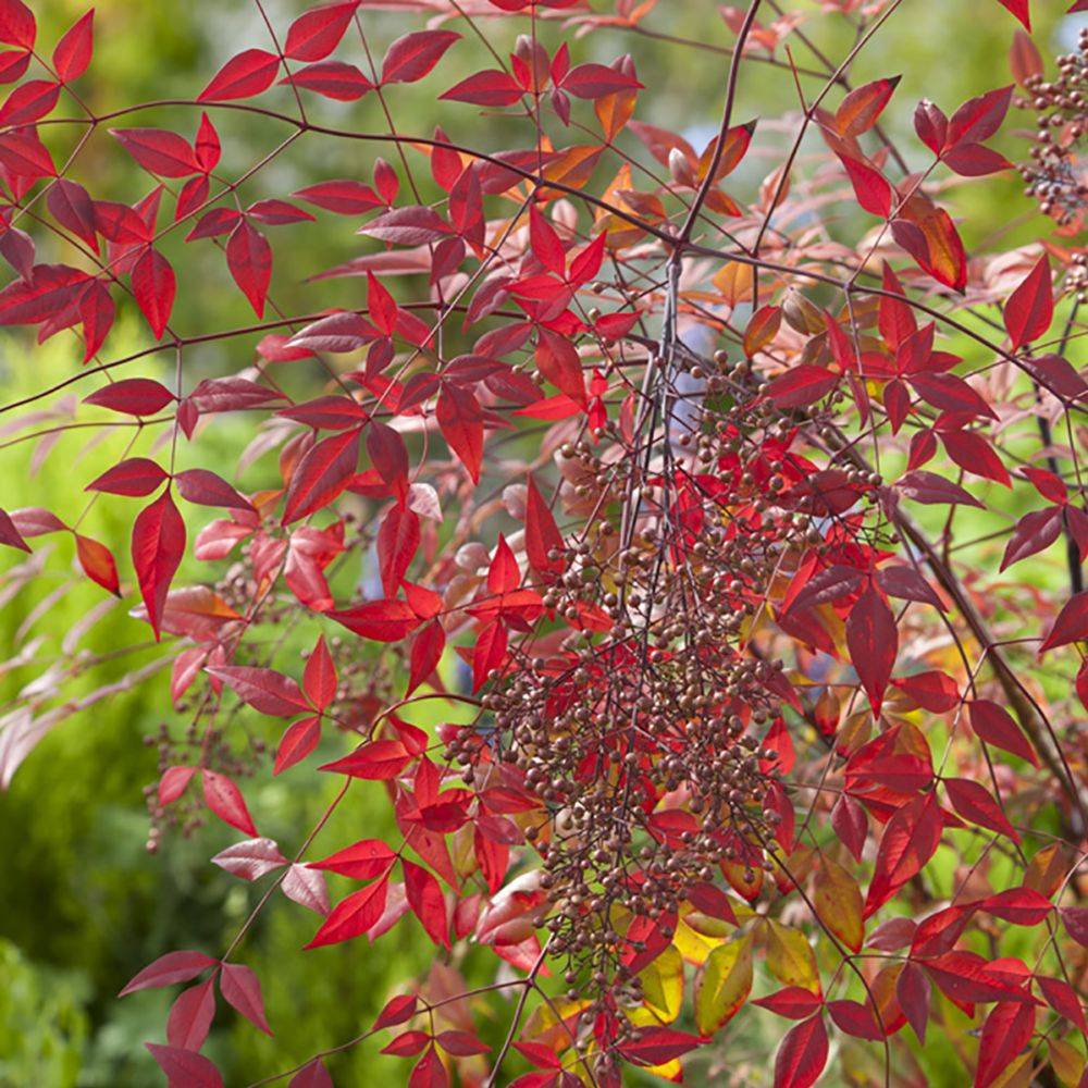 Bambou sacré - Nandina domestica - Image 3