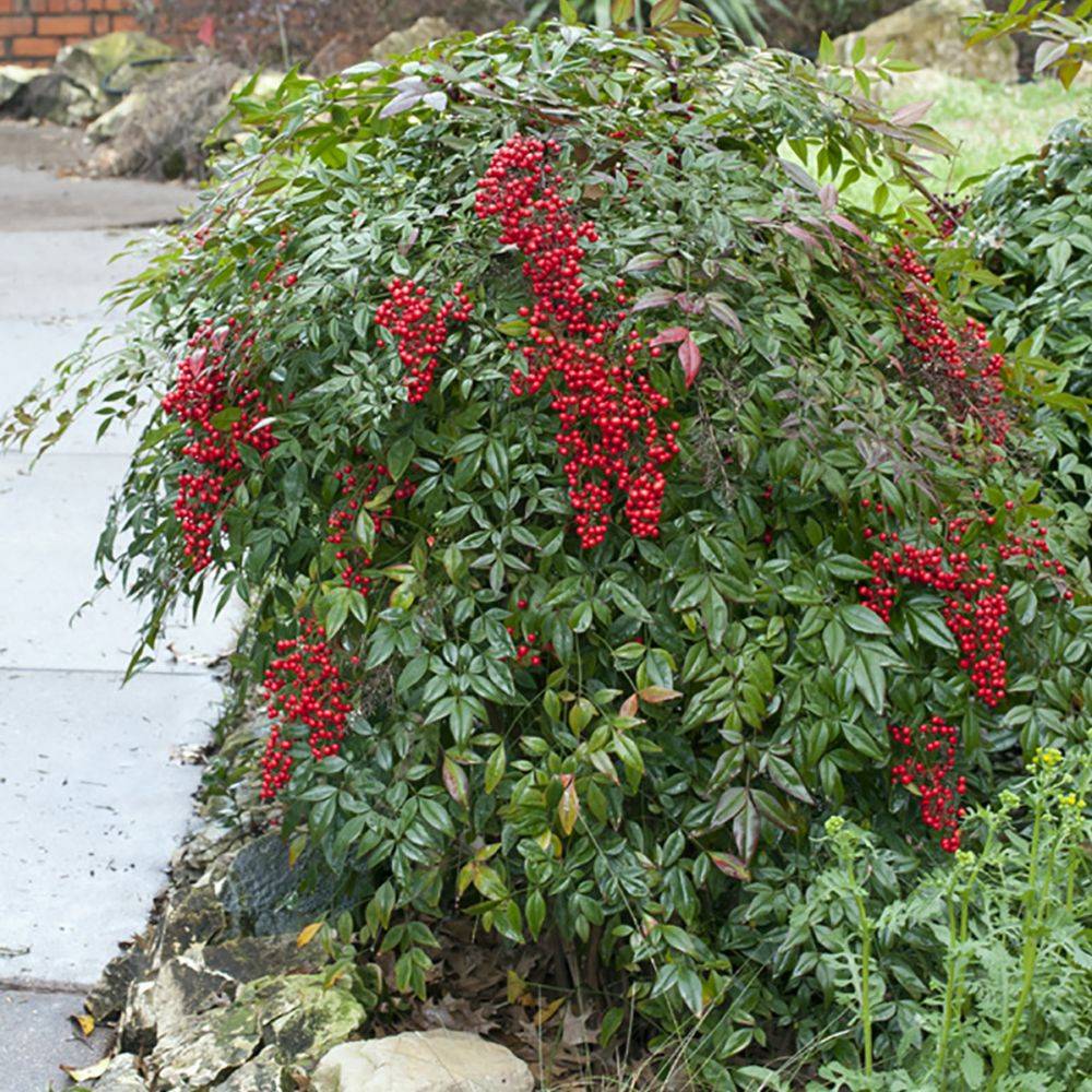 Bambou sacré - Nandina domestica - Image 5