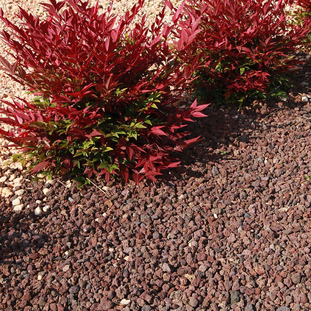 Bambou sacré - Nandina domestica - Image 6