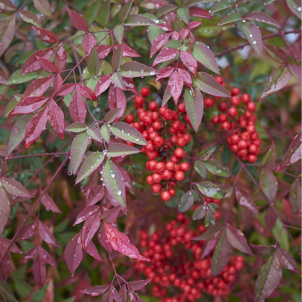 Bambou sacré - Nandina domestica - Image 4