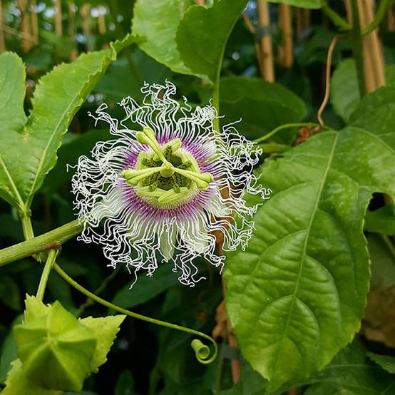 Fruits de la passion - Passiflora edulis