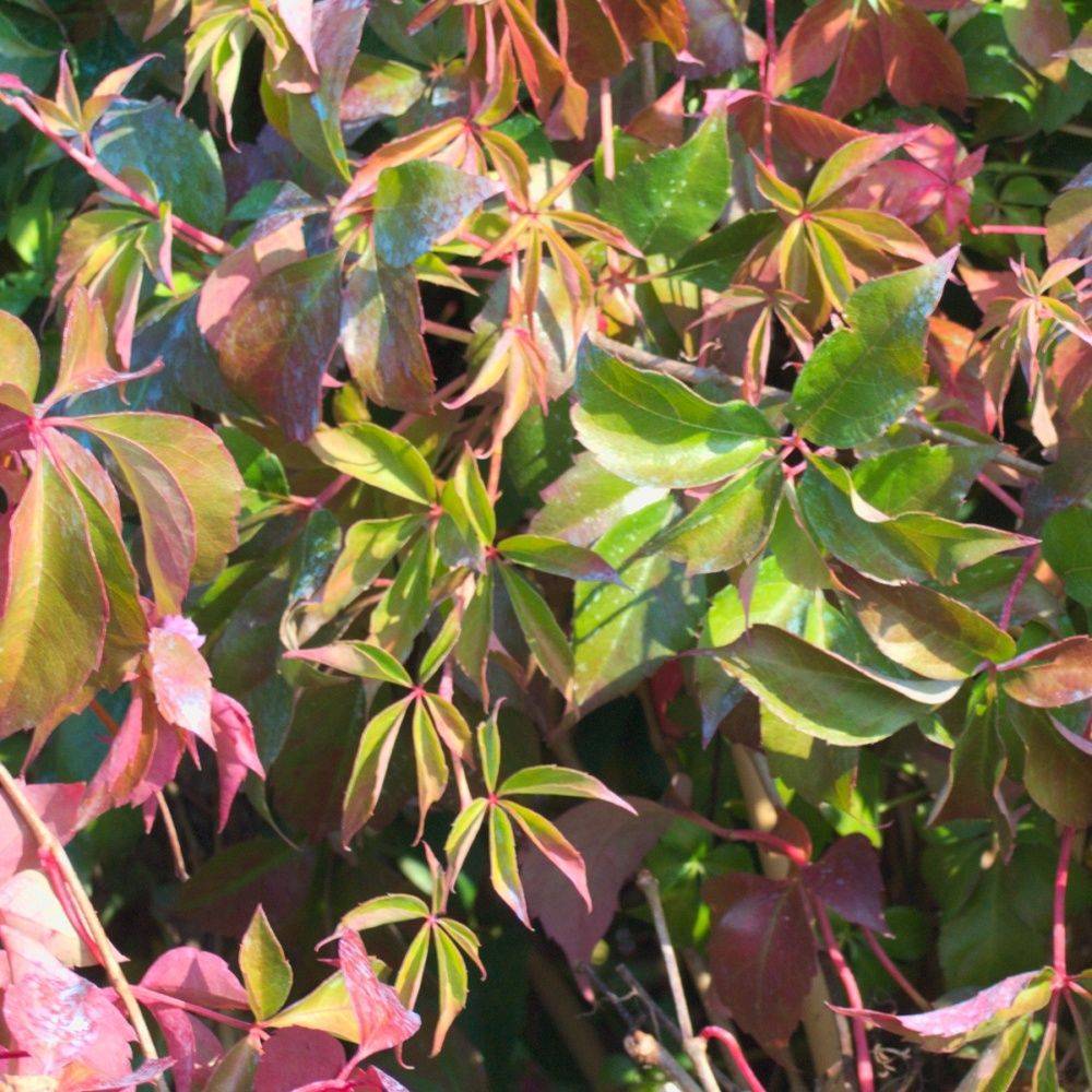 Vigne vierge quinquefolia 'Murorum' - Image 1