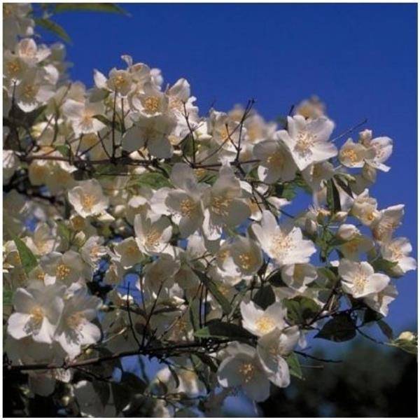 Seringat des jardins - Philadelphus coronarius