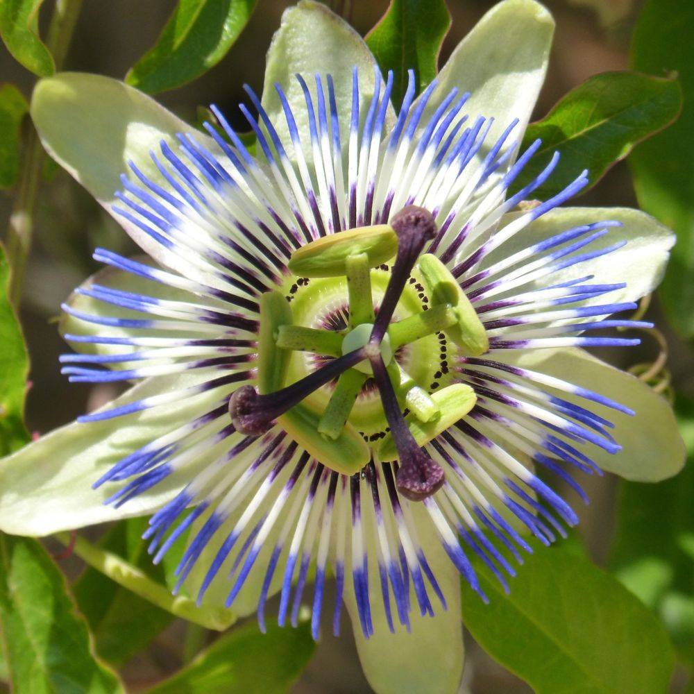 Passiflore caerulea