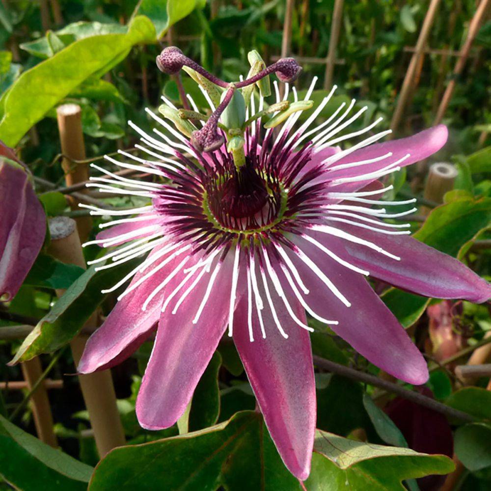 Passiflore 'Victoria'
