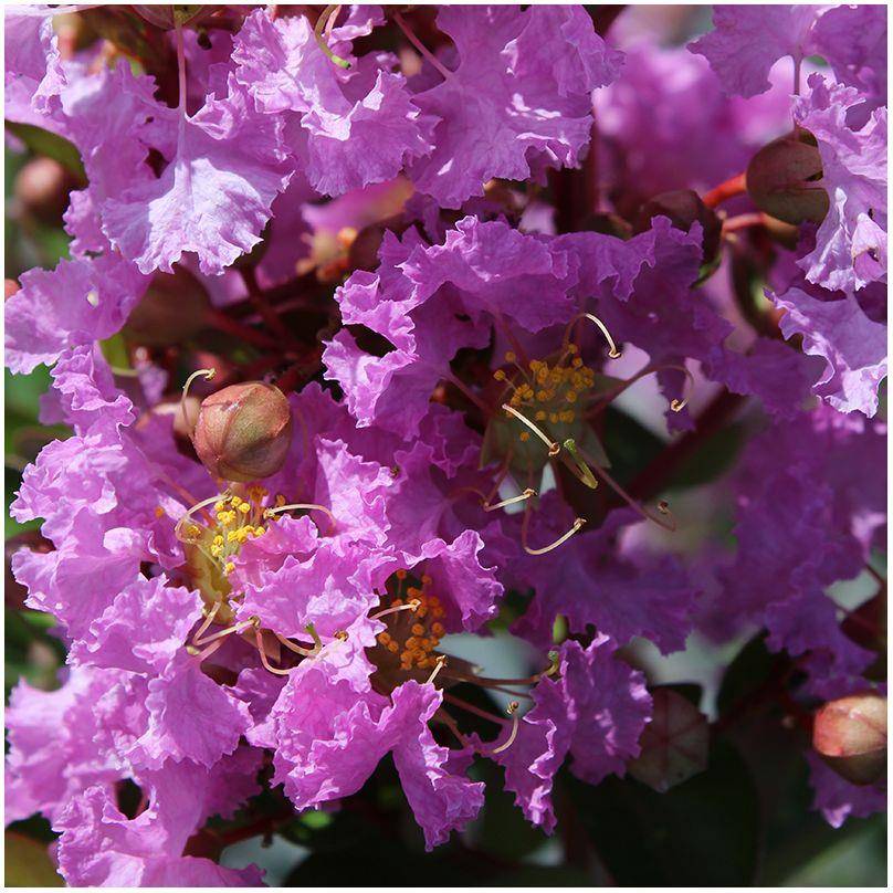 Lilas des Indes Souvenir d'Hubert Puard® - Image 4