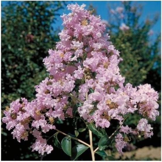 Lilas des Indes Souvenir d'Hubert Puard® - Image 5