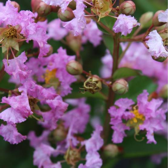 Lilas des Indes Souvenir d'Hubert Puard® - Image 3