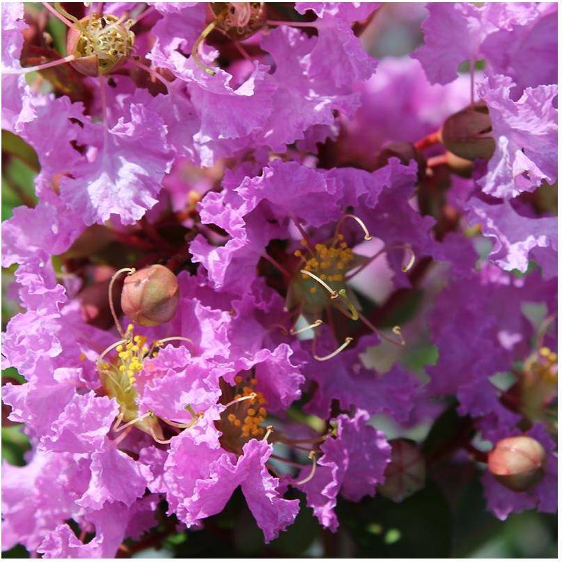 Lilas des Indes Souvenir d'Hubert Puard® - Image 1