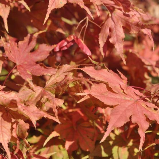 Erable du Japon 'Reticulatum Red'