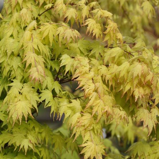 Erable du Japon 'Orange Dream'