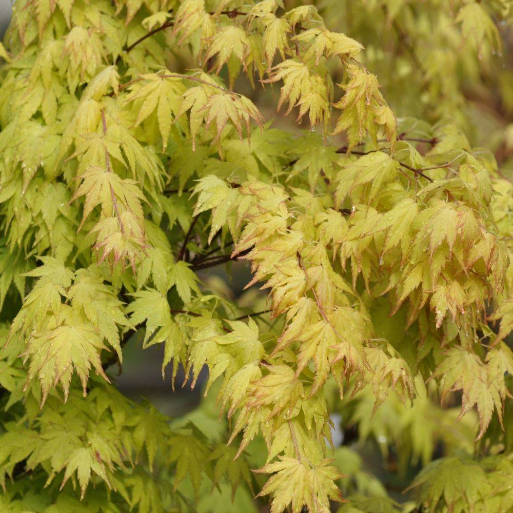 Erable du Japon 'Orange Dream'