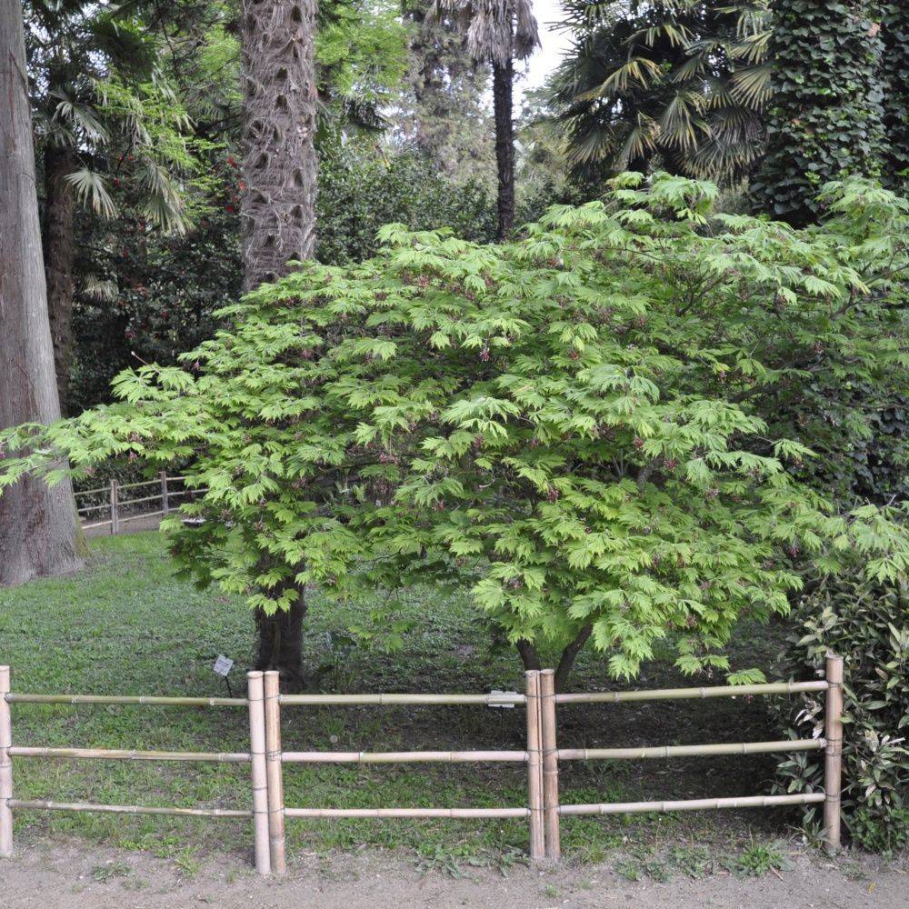 Erable du Japon 'Aconitifolium' - Image 3
