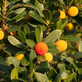 Arbousier commun ou Arbre aux fraises