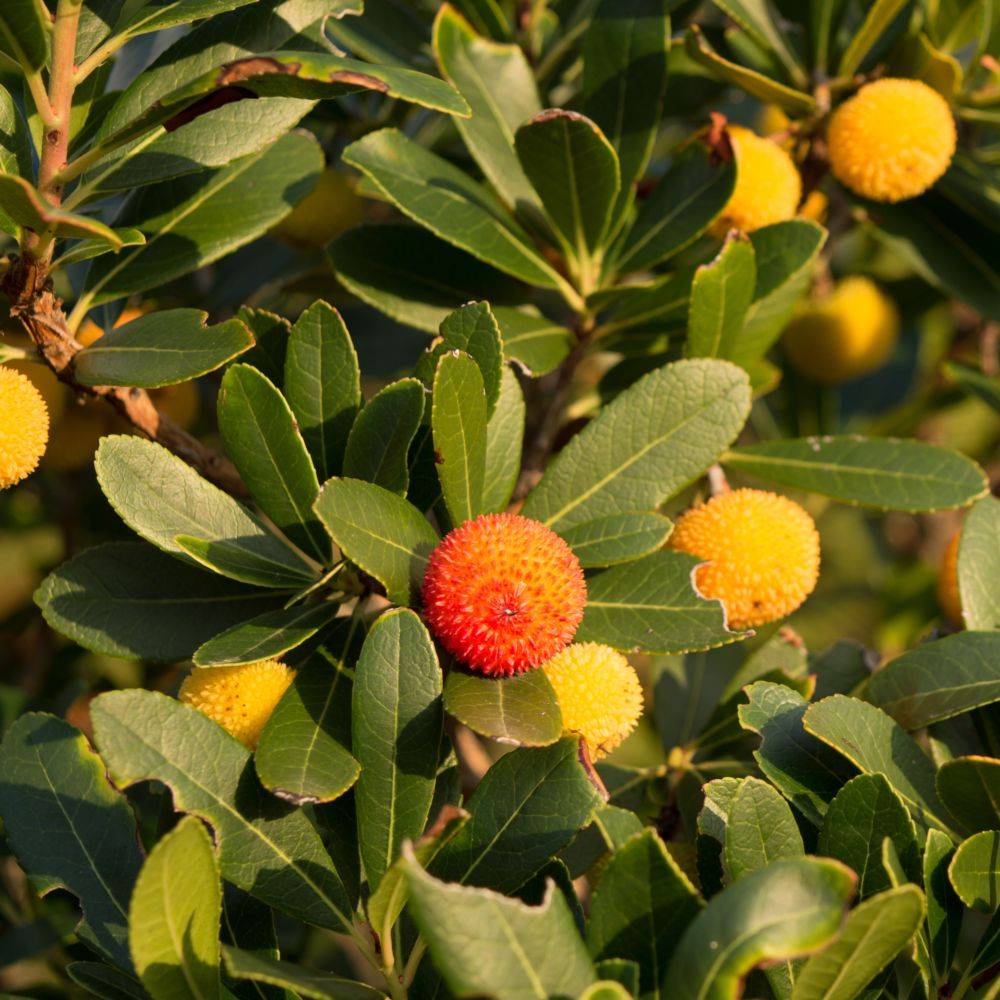 Arbousier commun ou Arbre aux fraises - Image 1